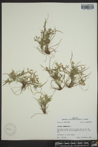 Cyperus compressus image