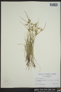 Cyperus compressus image