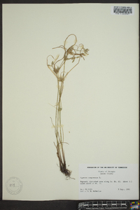 Cyperus compressus image