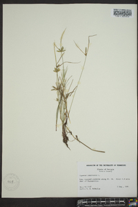 Cyperus compressus image