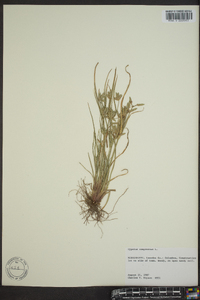 Cyperus compressus image