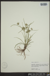 Cyperus compressus image