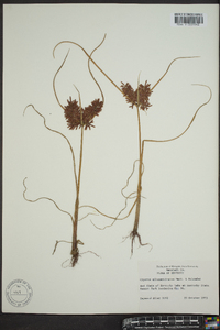 Cyperus flavicomus image