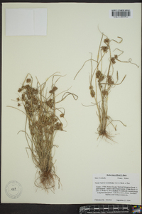 Cyperus acuminatus image