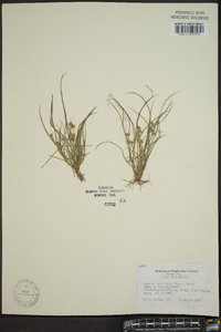 Cyperus acuminatus image