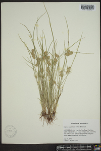 Cyperus acuminatus image