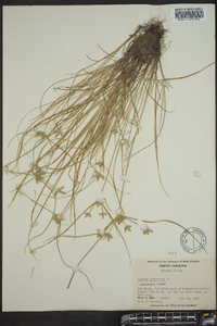 Cyperus compressus image