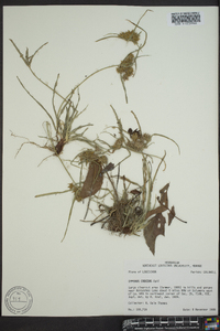 Cyperus croceus image