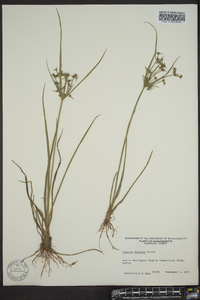 Cyperus dentatus image