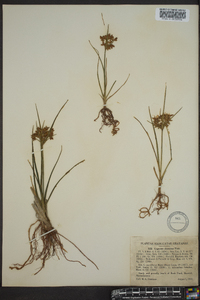 Cyperus dentatus image