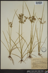 Cyperus dentatus image