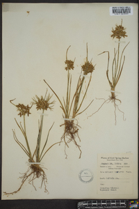 Cyperus dentatus image