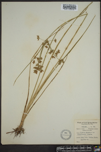 Cyperus dentatus image