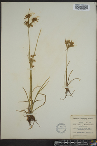 Cyperus dentatus image