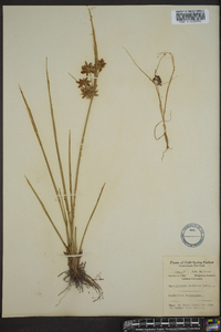 Cyperus dentatus image