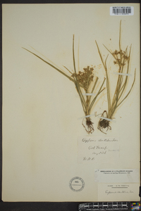 Cyperus dentatus image