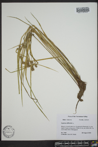 Cyperus difformis image