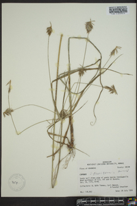 Cyperus dipsaciformis image