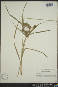 Cyperus dipsaciformis image