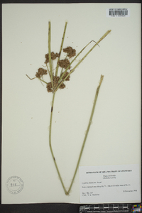 Cyperus dipsaciformis image