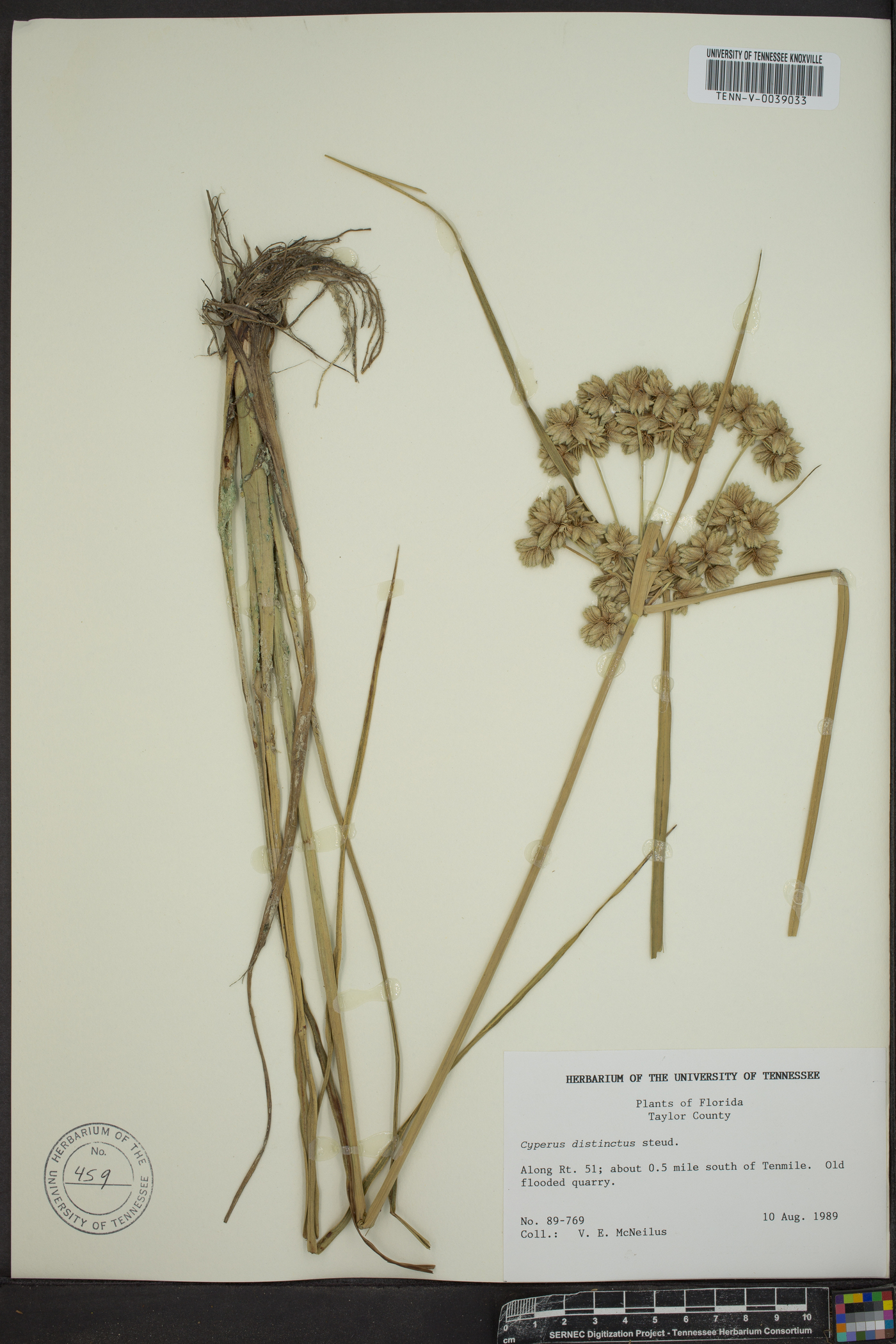 Cyperus dipsaciformis image