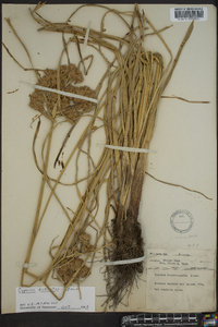 Cyperus dipsaciformis image