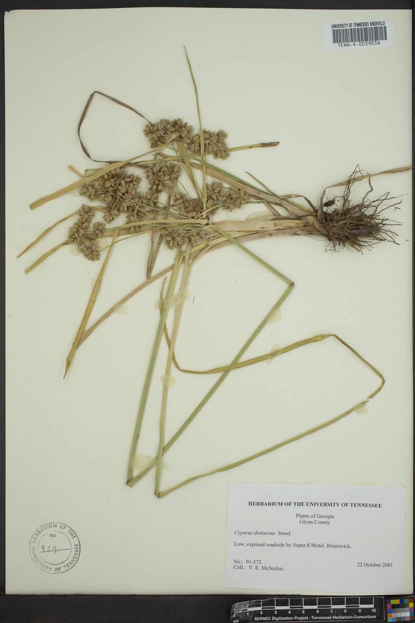 Cyperus dipsaciformis image