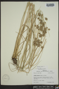 Cyperus elegans image