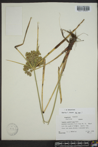 Cyperus entrerianus image