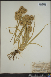 Cyperus eragrostis image