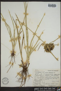 Cyperus eragrostis image