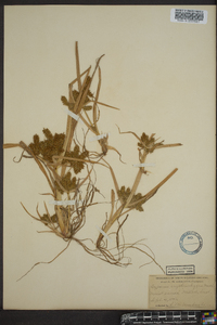 Cyperus erythrorhizos image