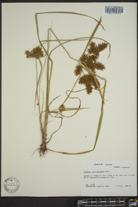 Cyperus erythrorhizos image