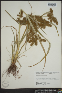 Cyperus erythrorhizos image