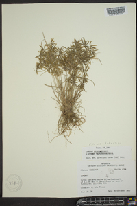 Cyperus filicinus image