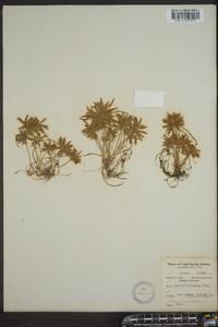 Cyperus filicinus image