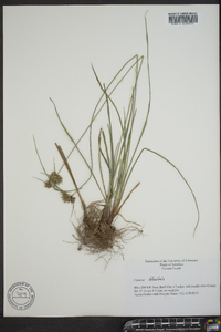 Cyperus filiculmis image