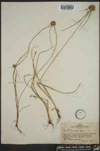 Cyperus filiculmis image