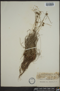 Cyperus filiculmis image