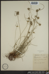 Cyperus filiculmis image