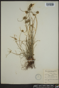 Cyperus filiculmis image