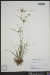 Cyperus filiculmis image