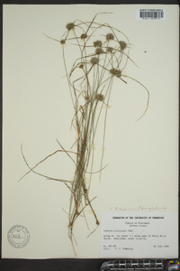 Cyperus filiculmis image