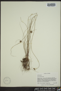 Cyperus filiculmis image