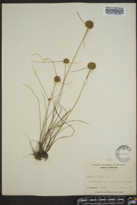 Cyperus filiculmis image