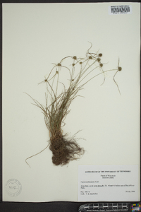 Cyperus filiculmis image