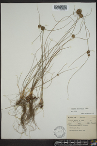 Cyperus filiculmis image