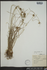 Cyperus filiculmis image