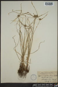 Cyperus filiculmis image