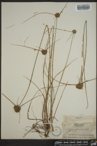 Cyperus filiculmis image